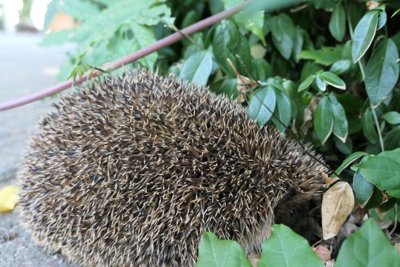 Erve Eshuus Daarle Villa Dış mekan fotoğraf
